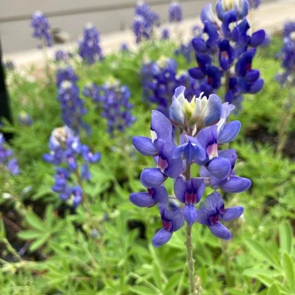 50 Seeds Texas Bluebonnet Wildflower Lupinus texensis Flower Seeds Garden - Picture 8 of 16